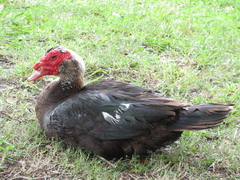 Cairina moschata domestica