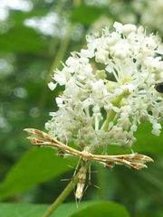 Oxyptilini