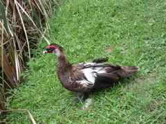 Cairina moschata domestica