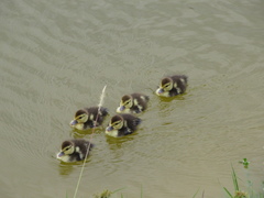 Cairina moschata domestica