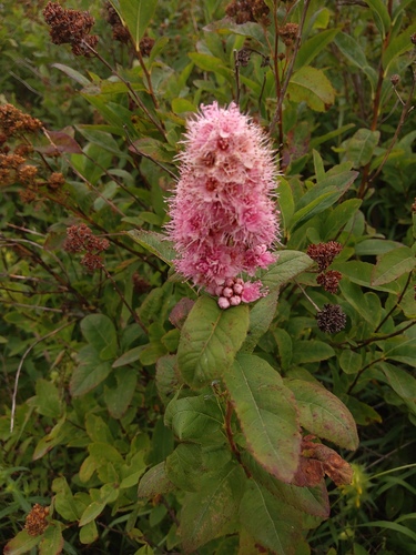 Gluosnialapė lanksva nuotrauka