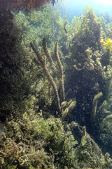 Ceratophyllum demersum