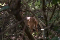 Tragelaphus sylvaticus sylvaticus