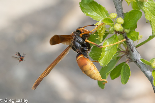 Comanche Paper Wasp