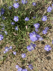 Evolvulus arizonicus