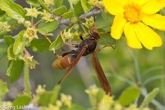 Polistes comanchus comanchus