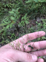 Euphorbia discoidalis