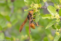 Polistes comanchus comanchus