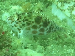 Cirrhitichthys oxycephalus