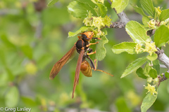 Polistes comanchus comanchus