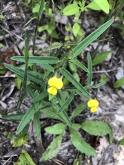 Crotalaria purshii