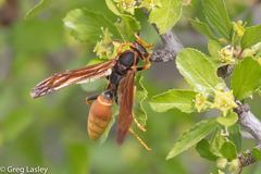 Polistes comanchus comanchus