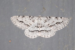 Stenoporpia pulmonaria