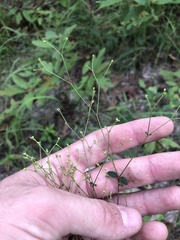 Euphorbia discoidalis