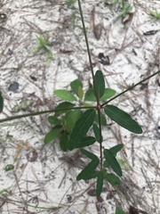 Euphorbia discoidalis