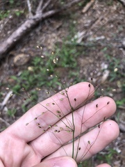 Dichanthelium commutatum commutatum