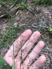 Dichanthelium commutatum commutatum