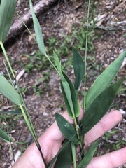 Dichanthelium commutatum commutatum