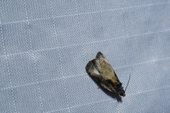 Olethreutes connectum