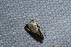 Olethreutes connectum