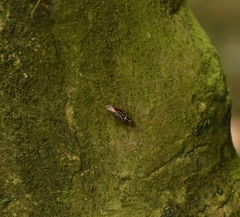 Euphyllodromia angustata