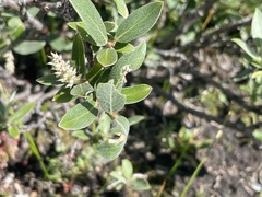 Salix brachycarpa