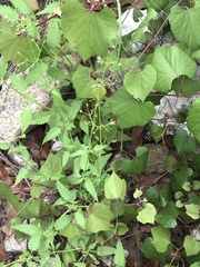 Scrophularia parviflora