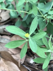 Euphorbia yaquiana