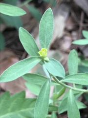 Euphorbia yaquiana