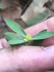 Euphorbia yaquiana