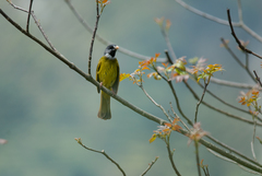 Spizixos semitorques