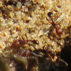 Tetramorium sericeiventre