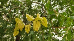 Koelreuteria paniculata