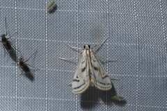 Parapoynx badiusalis