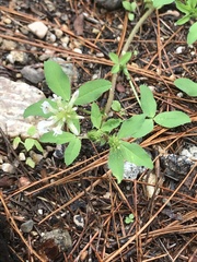 Trifolium pinetorum