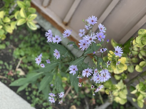 photo of American Asters (Symphyotrichum)