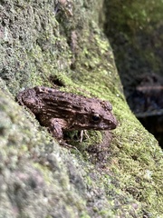 Glandirana rugosa