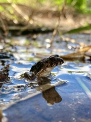 Fejervarya kawamurai