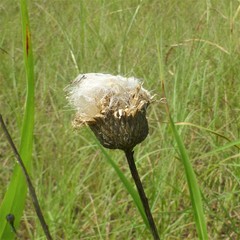 Plectocephalus americanus
