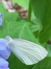 Pieris virginiensis