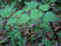 Urtica sykesii