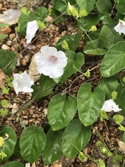 Jacquemontia pringlei