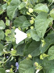 Jacquemontia pringlei