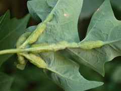 Dasineura communis