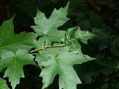 Dasineura communis