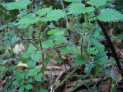 Urtica sykesii