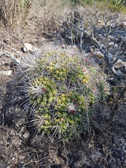 Mammillaria compressa compressa