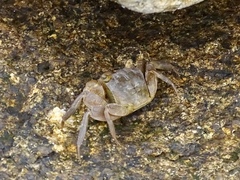 Parasesarma