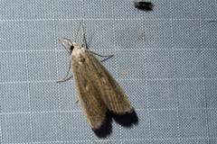 Thopeutis forbesellus