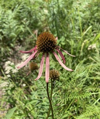 Echinacea laevigata